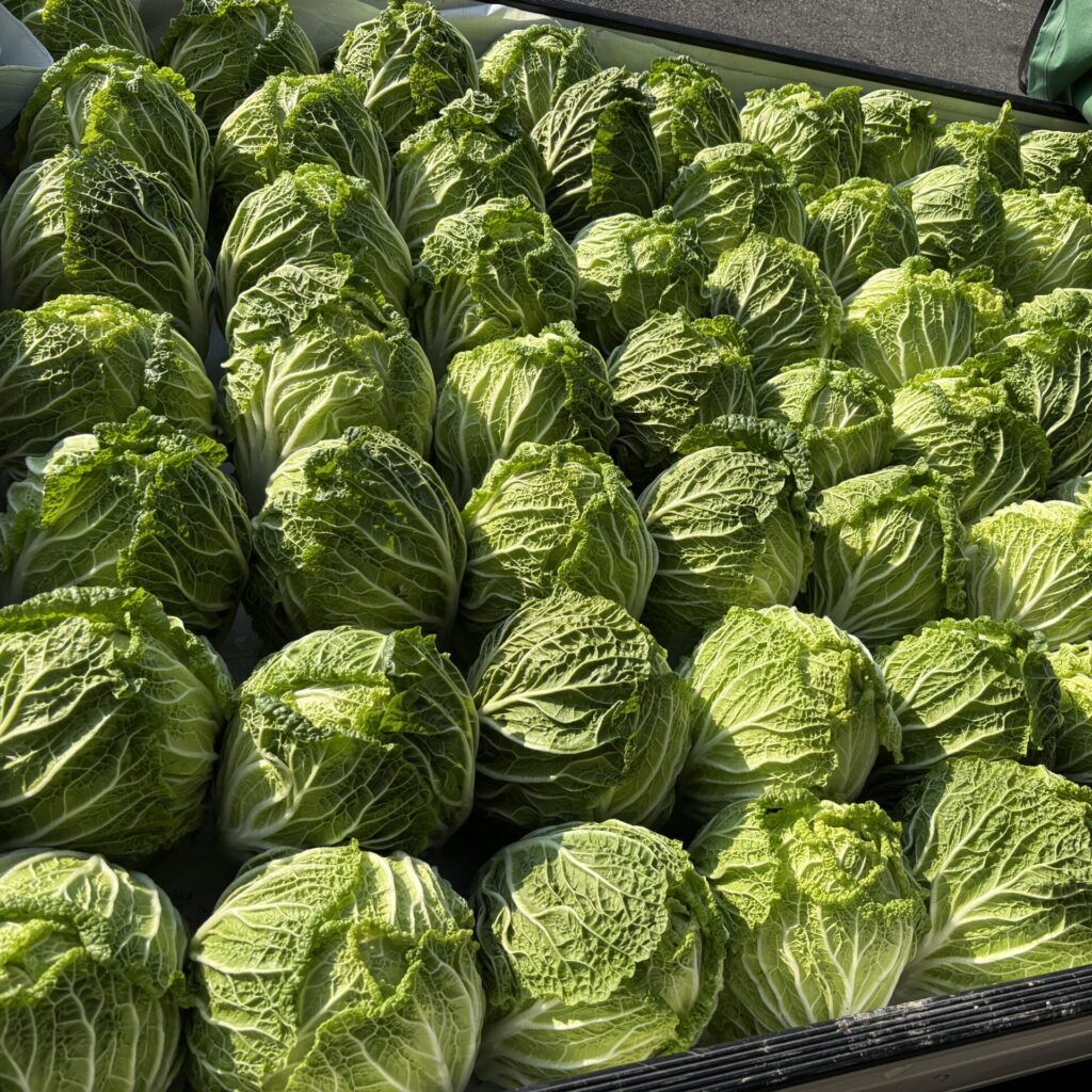 白菜の収穫をしました！ | 長崎建設株式会社